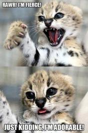 Feirce Kitty