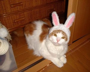 bunny-cat