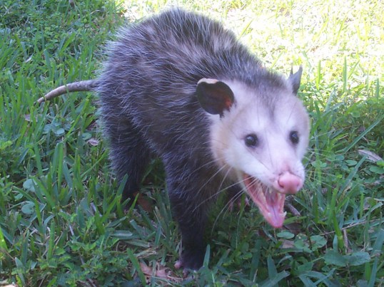Possum Charlie