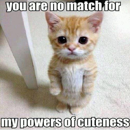 cat cuteness