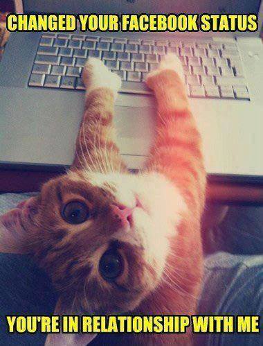 facebook trailer kitty