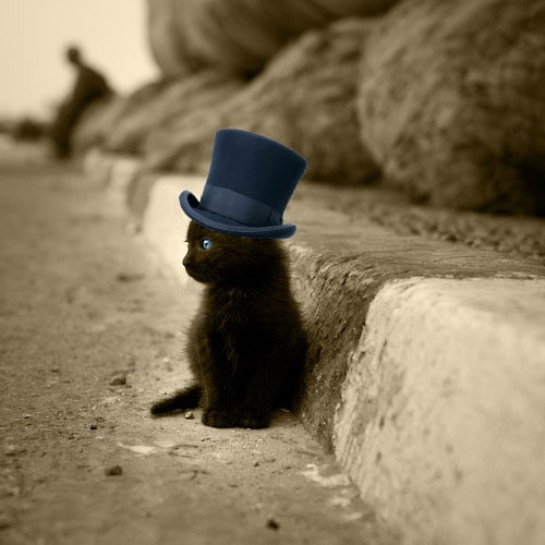 Top Hat Kitty