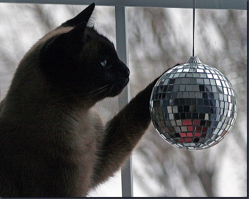 disco trailer kitty