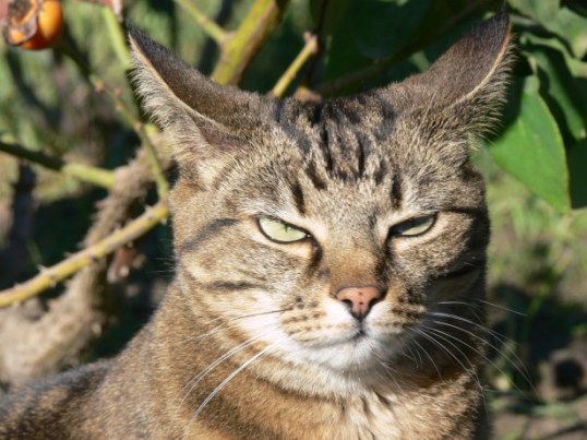 annoyed-tabby-cat