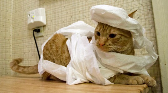 Mummy Cat