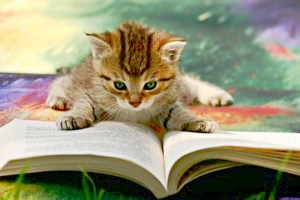 cat_reading