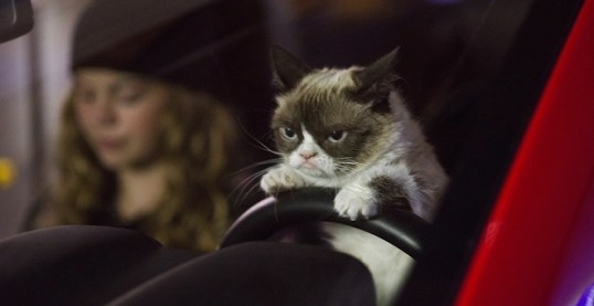 Grumpy-Cat-drives-a-car