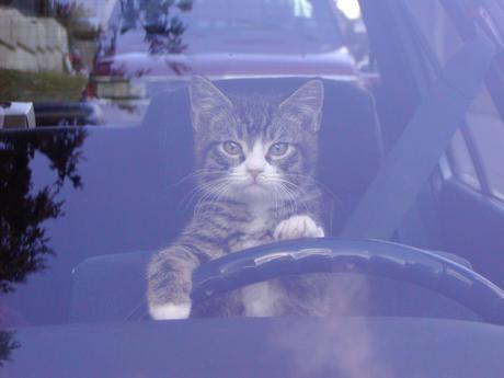 Driving Trailer Kitty