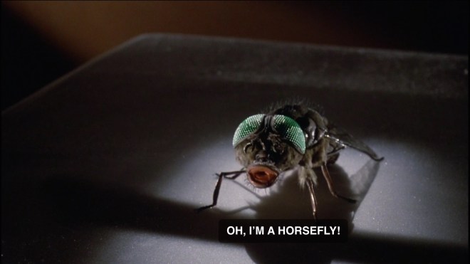 Horsefly