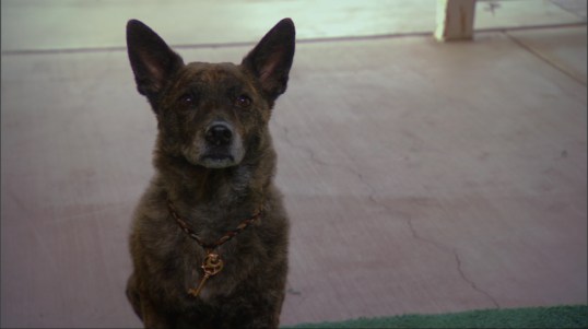 The Amazing Wizard of Paws