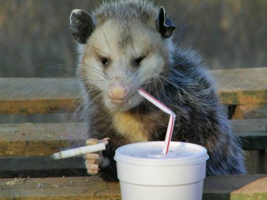 Jaded Possum