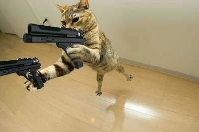 Awwww! This Trailer Kitty loves action!