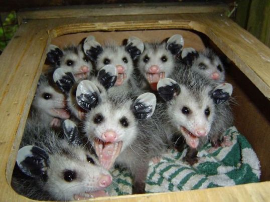 Trailer Possums