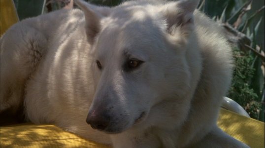 Right now a dog taught to hate is heading towards a tragic end. (White Dog, 1982)