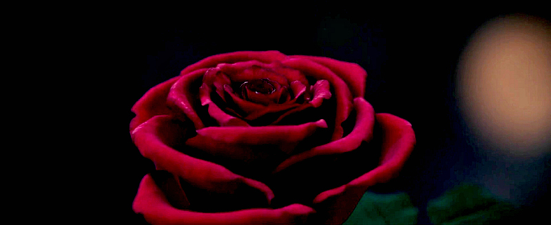 Beauty and The Beast