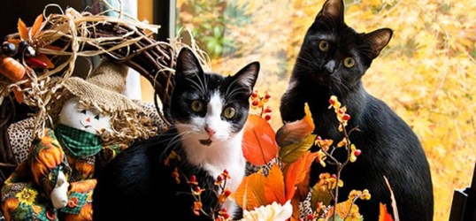 thanksgiving-two-cats