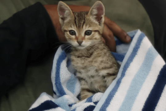 This year's winner for Best Animal Actor!